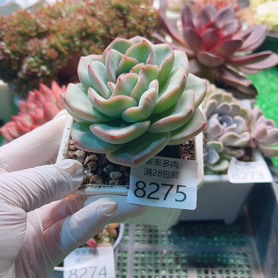 无花朵多肉一物一拍8275