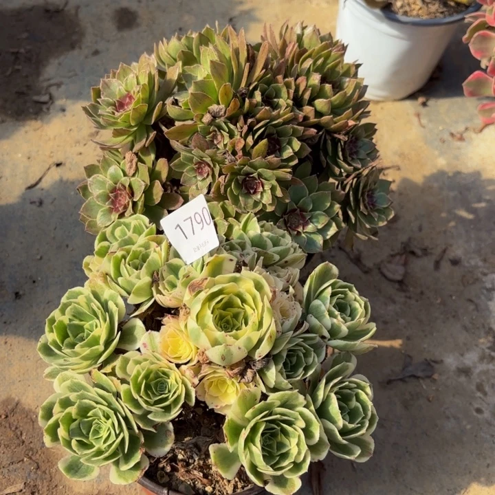 2颗多肉处理不包断头1790