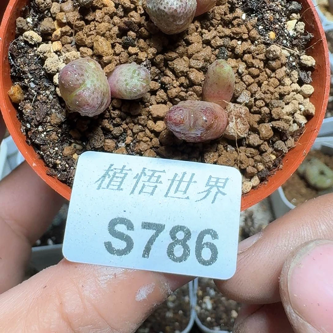 786号多肉植物哇哇成功