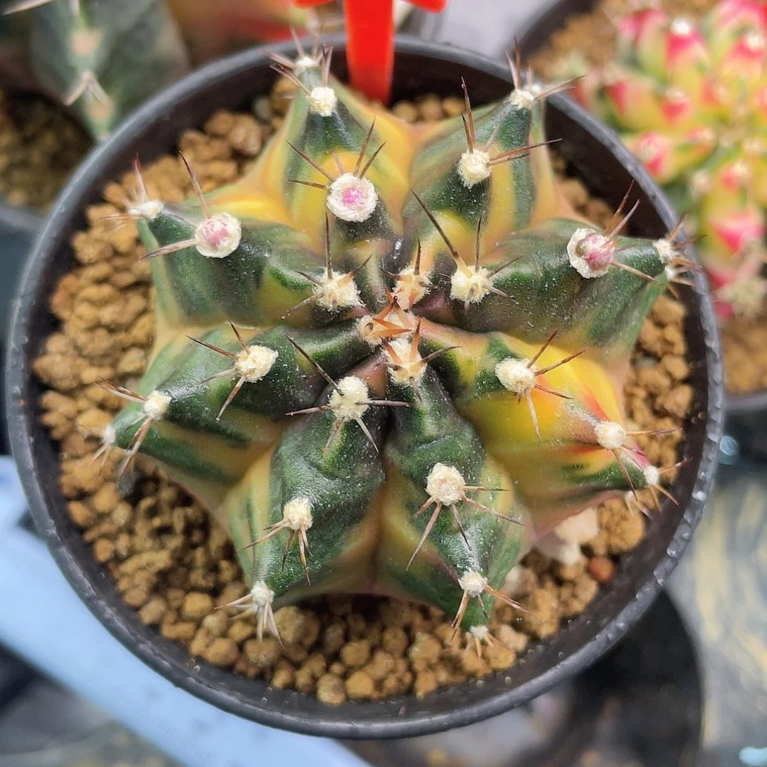 1-28龙色兰酒5.9厘米