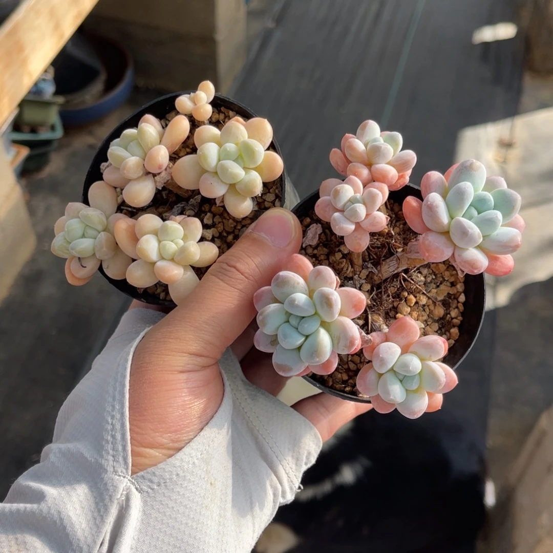 香水奶一物一拍两颗