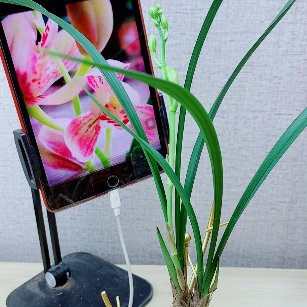 当前无花栽培后可以开花汇