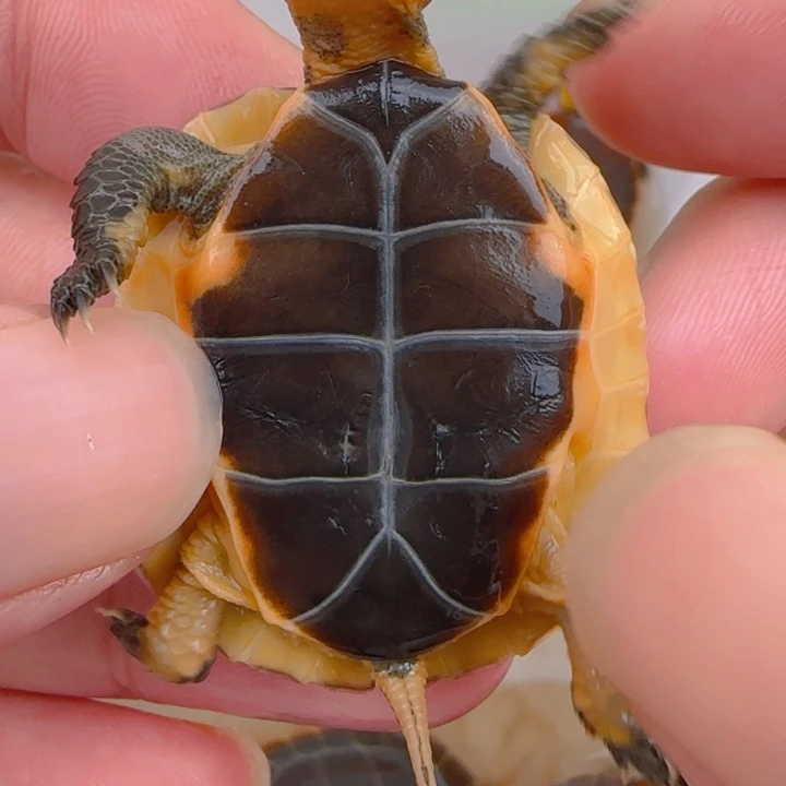 母宠物龟89998889999