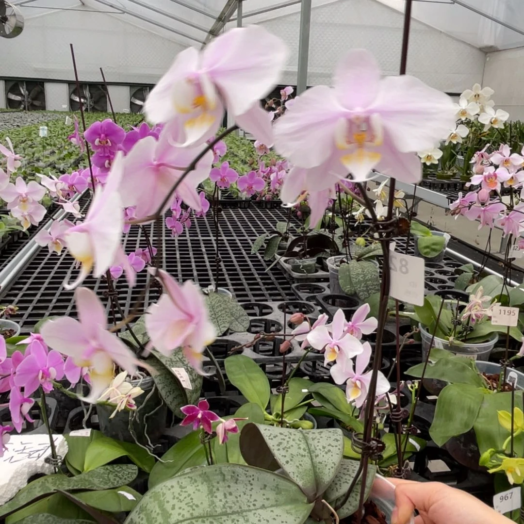 大部分花苞少量开放桑德交西蕾丽编号820