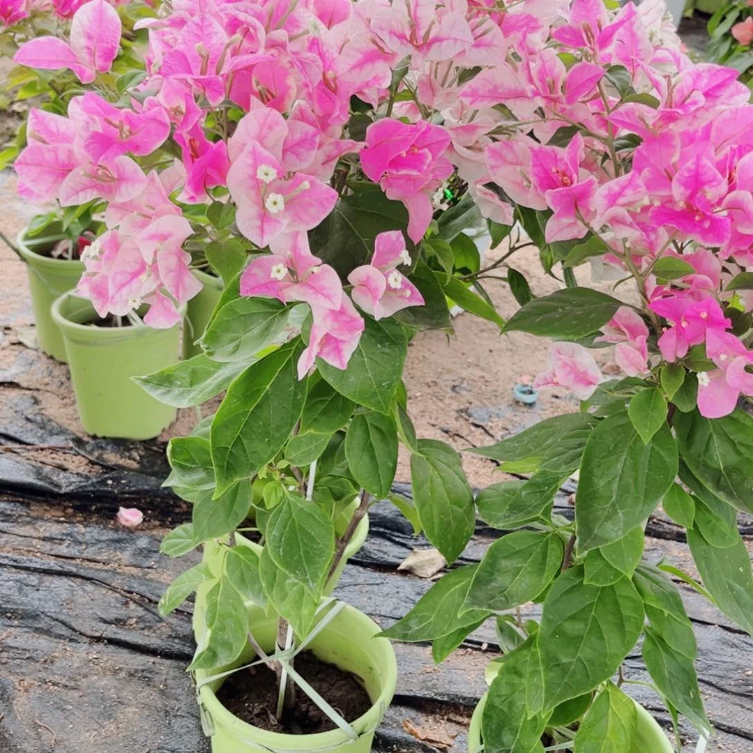 完全开放三角梅章红樱