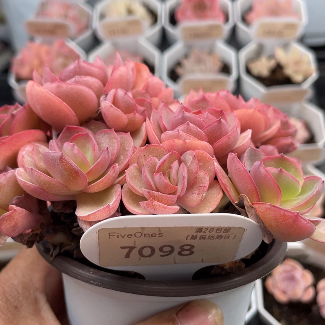 秀妍7173-13.5厘米