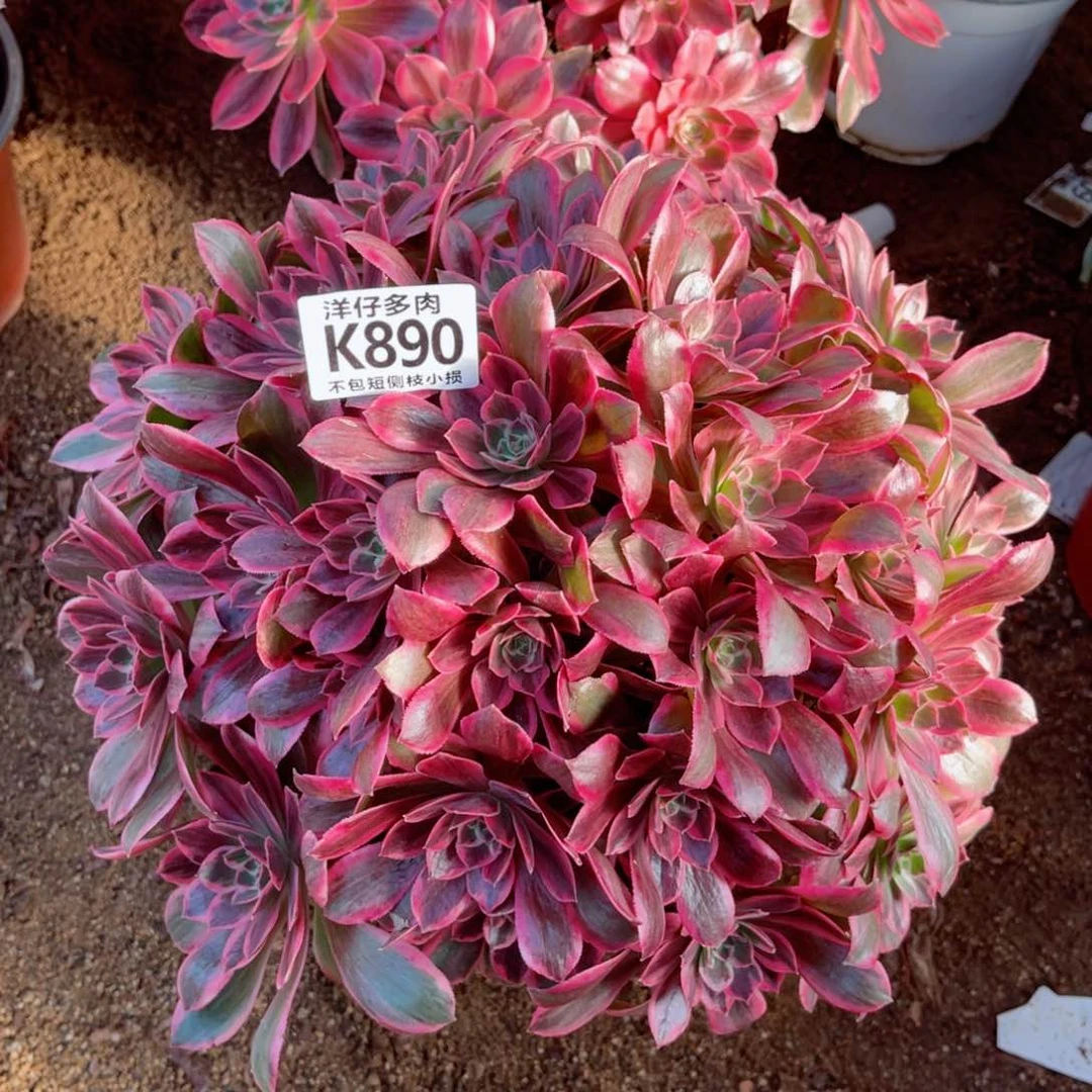 890浣纱 冠幅35左右