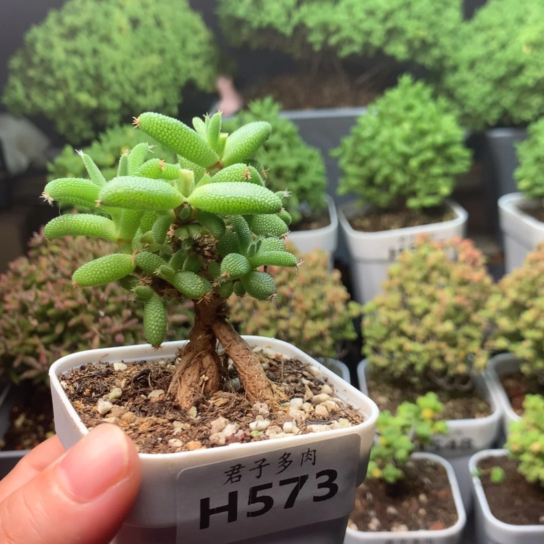 573玉米。