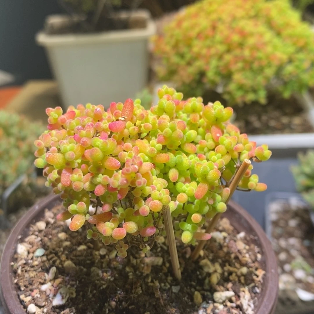 蜜桔枝干番杏560