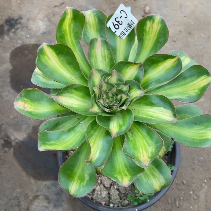 397艳资中班多肉1，。123456789