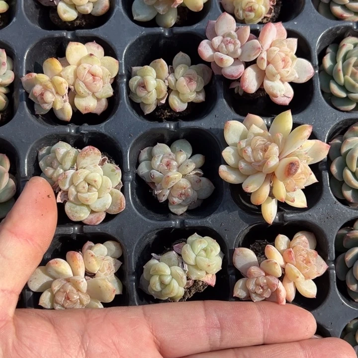 各种糖心混合双头一颗量拍多肉满20包邮初7发