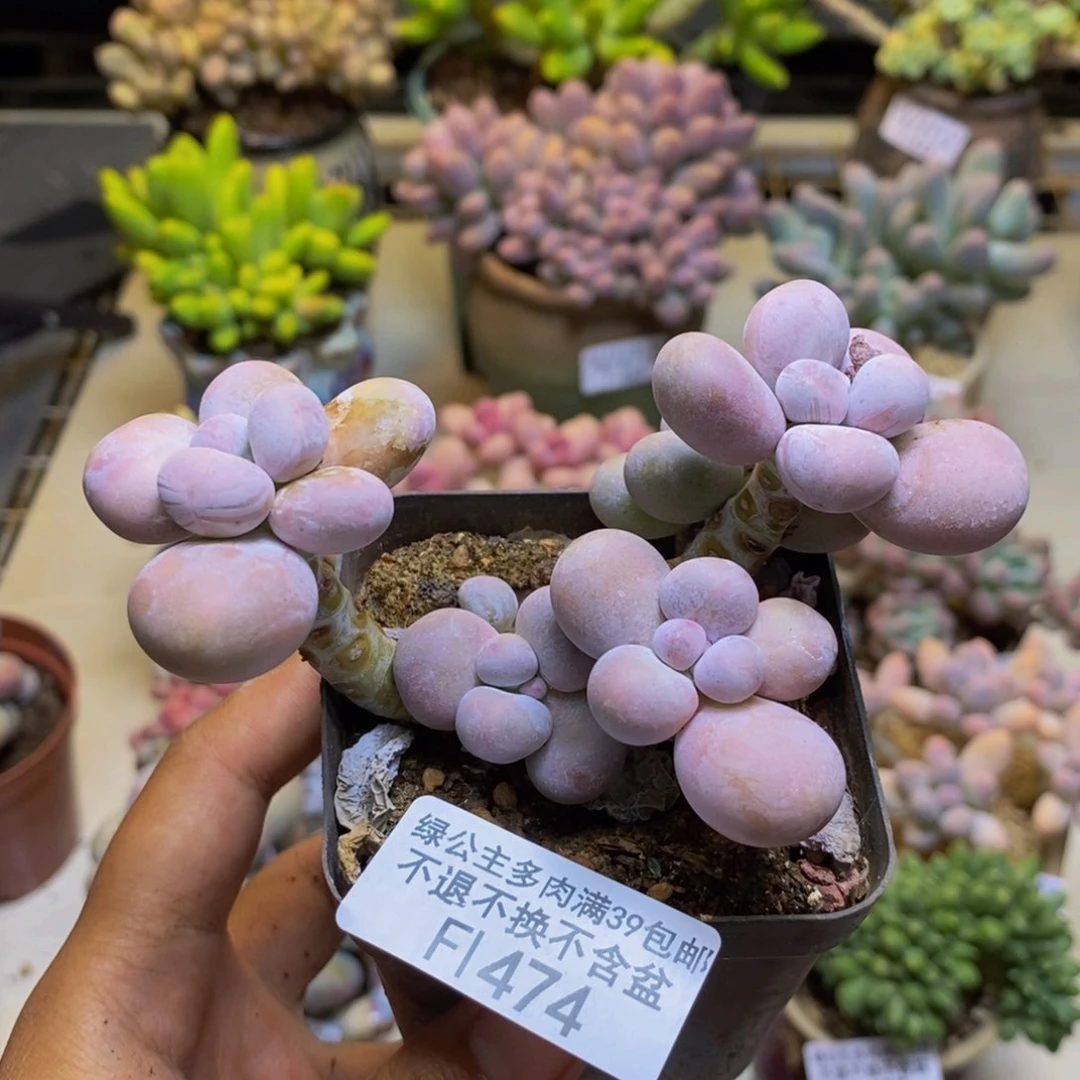 474芭比奶多肉7cm