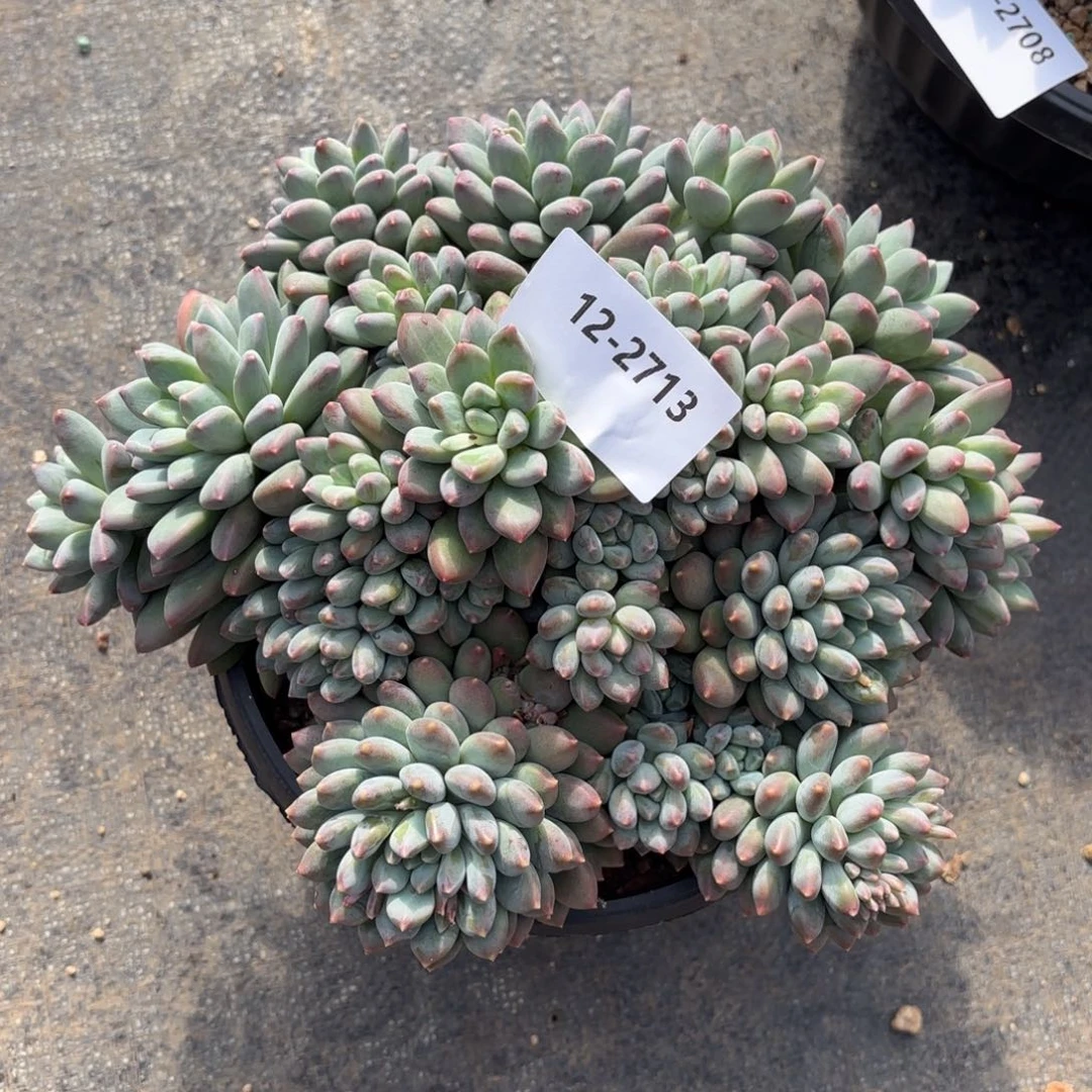 2713胖体星月菩提美人