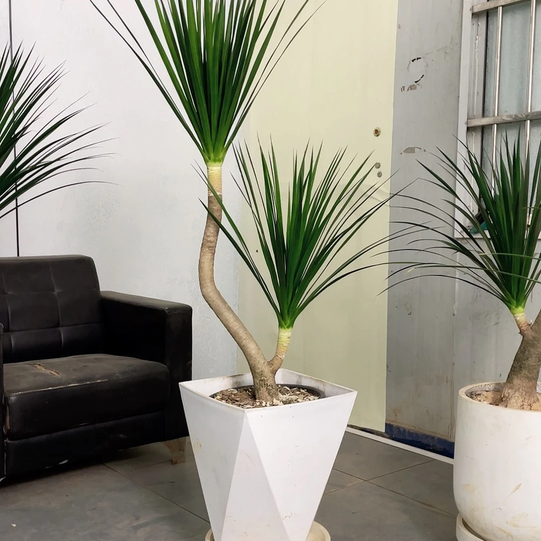 你***哈无花朵黑珍珠龙血树