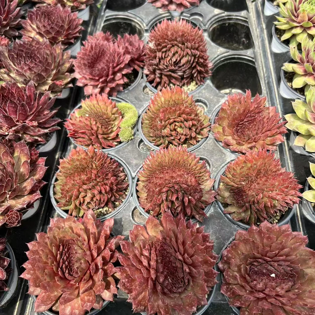 9厘米盆 贝德缀化  带盆栽好发货