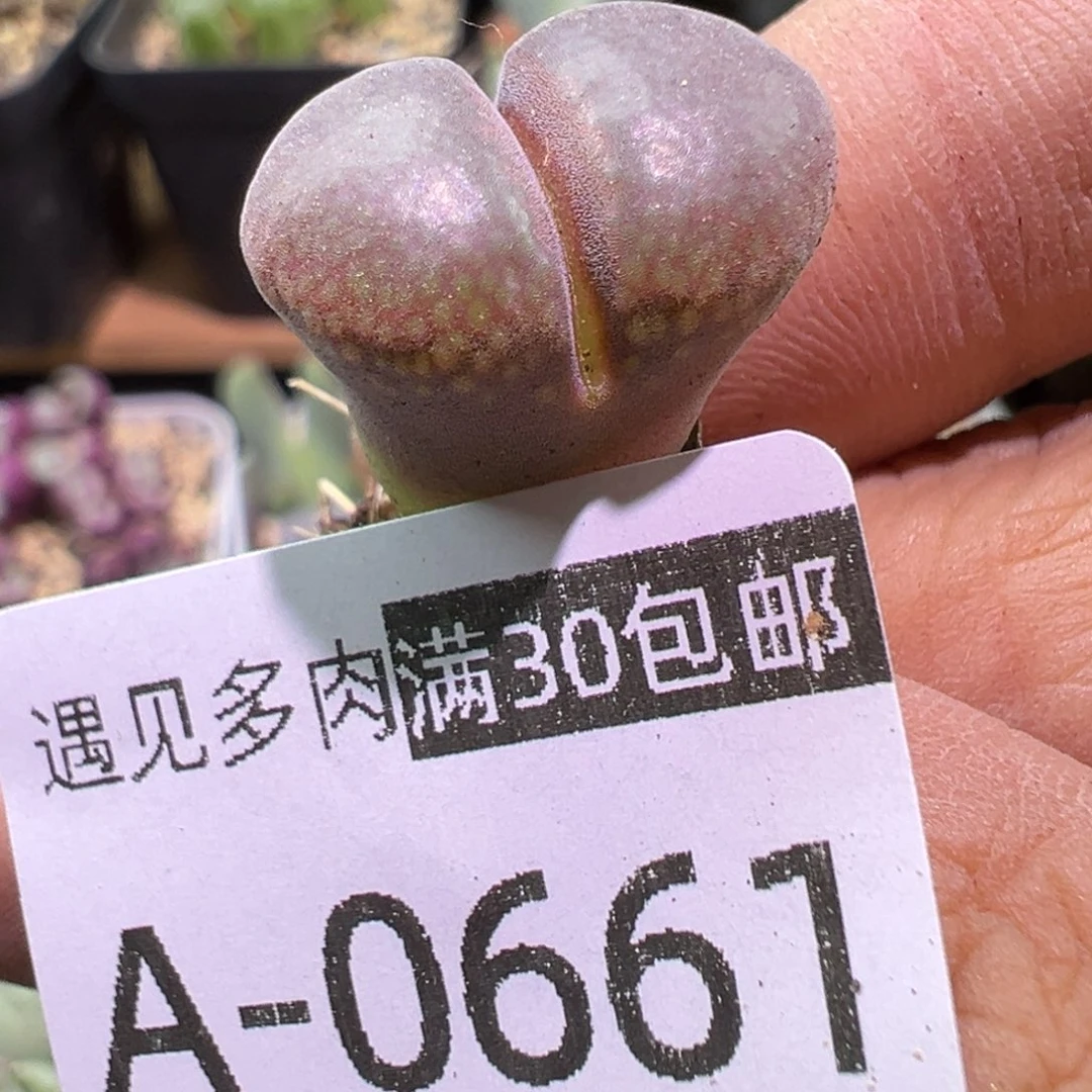 晚***庭肉植物111多种111