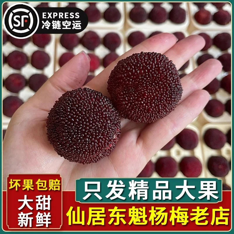 特级仙居东魁杨梅大果当季新鲜水果浙江台州特产现摘现发顺丰包邮