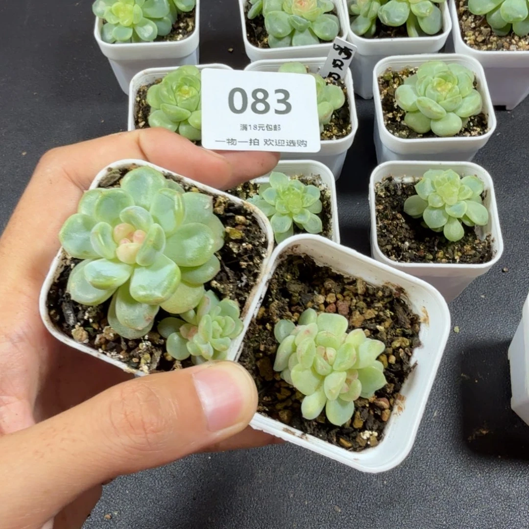 两颗三头甜心一物一拍083