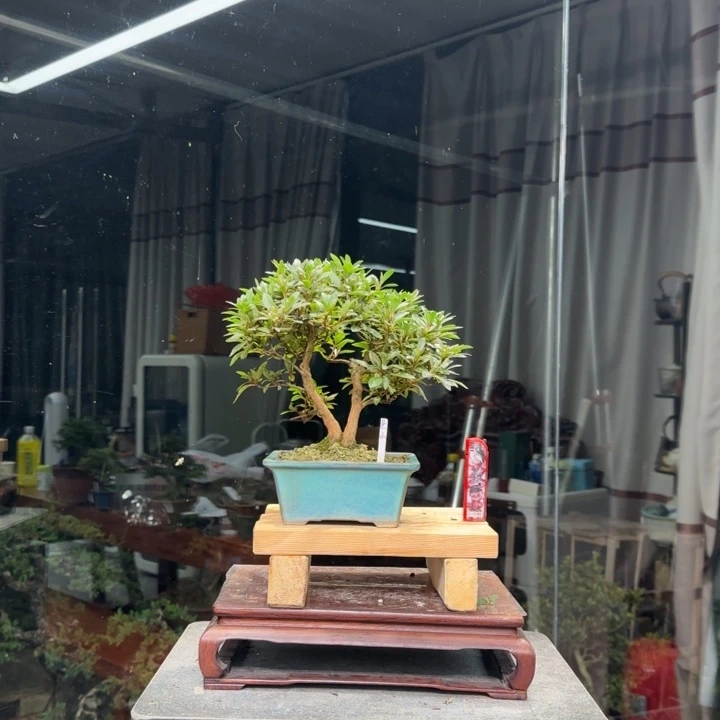 删***@无花朵花卉苗木花卉苗木