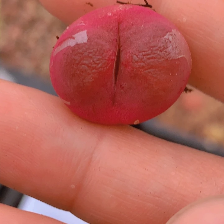 155588998965868668558658