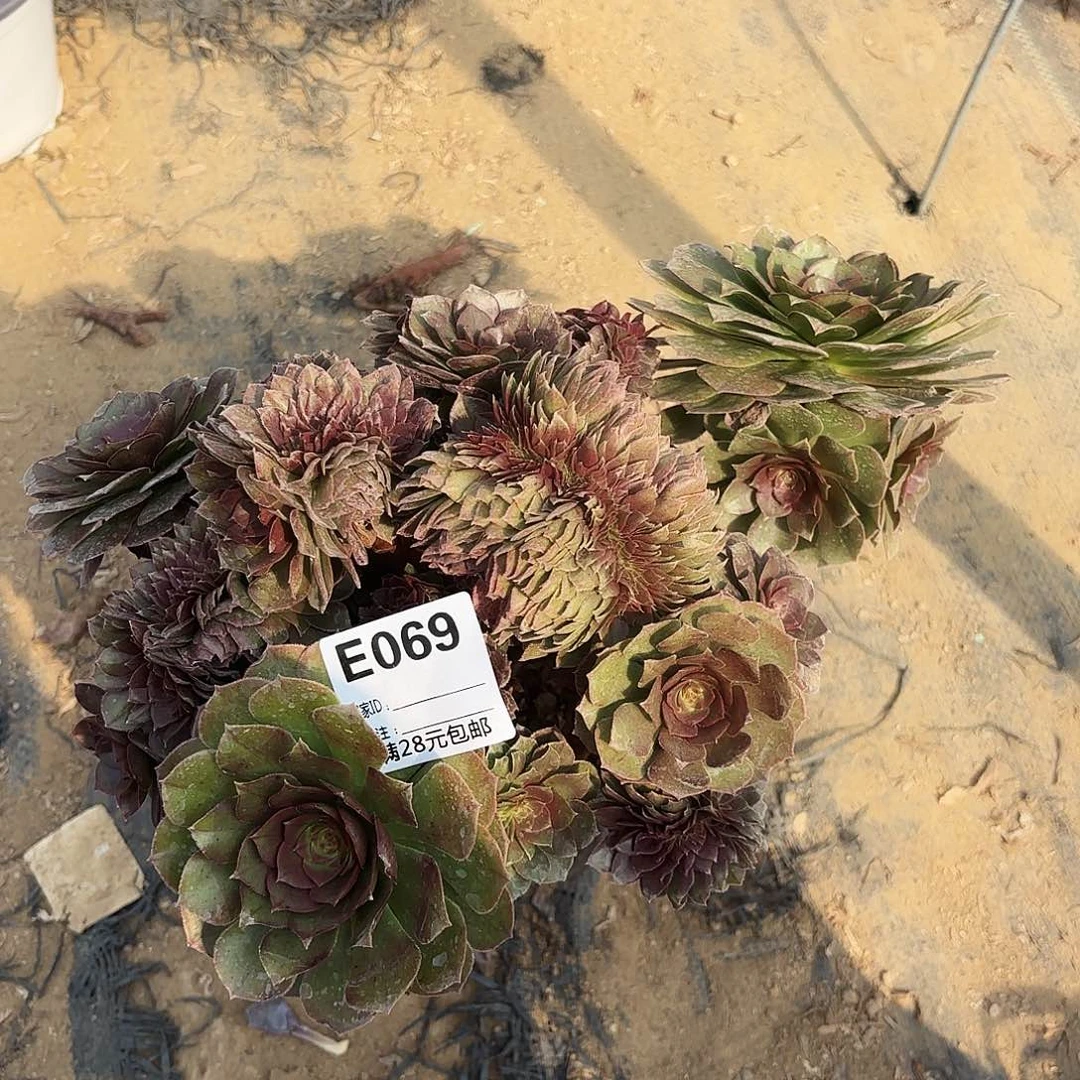 069万缀多肉植物 有瑕疵