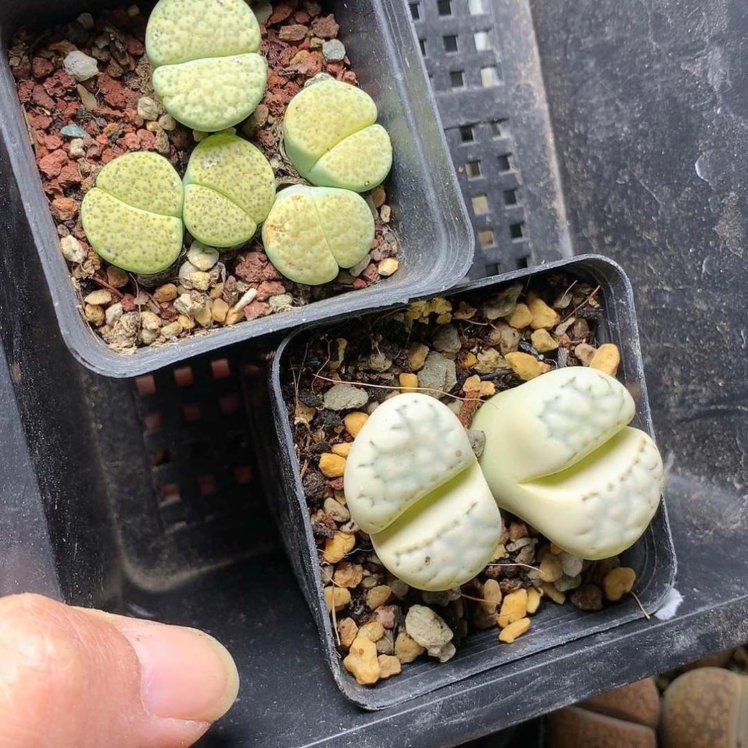 小*鱼G149多肉植物保护