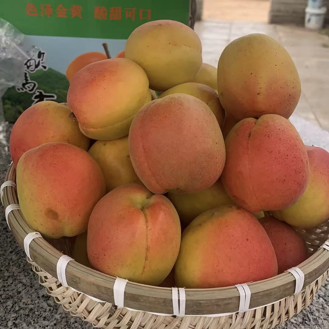 大连庄河正宗歇马杏 5斤 包邮 现摘现发 省外专拍