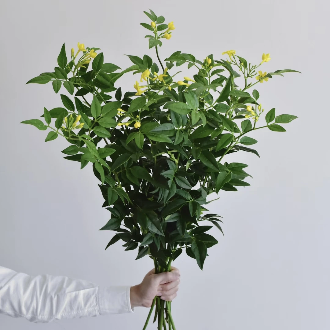 九星叶1扎10枝【1单包邮】配草