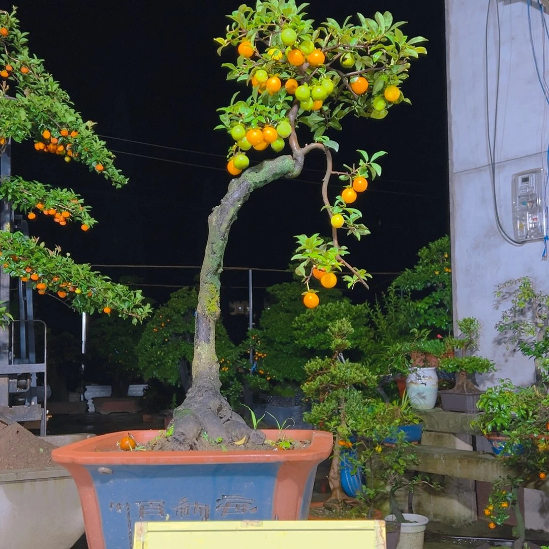 无花朵嫁接金弹子