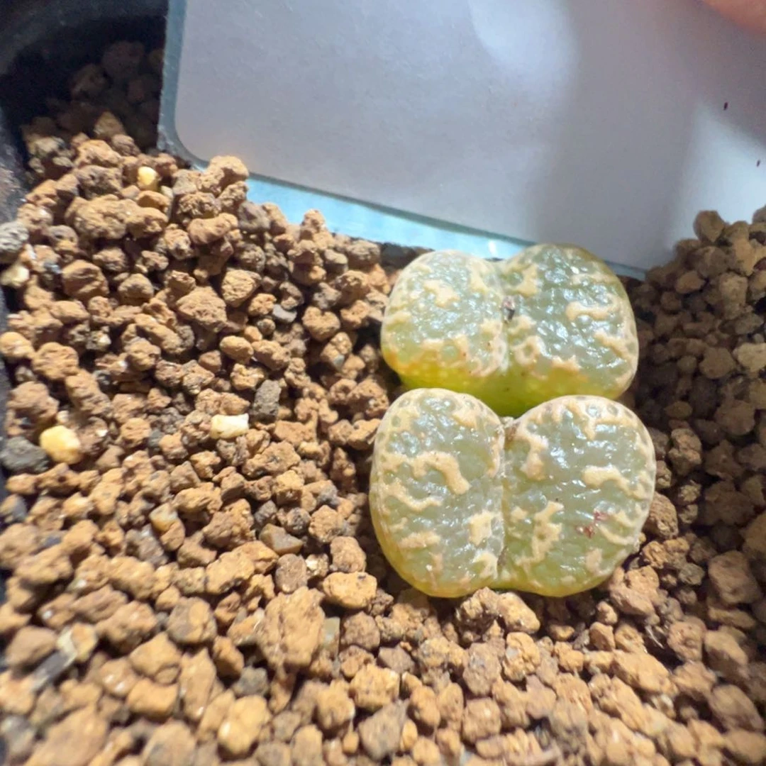 14-117肉锥多肉植物