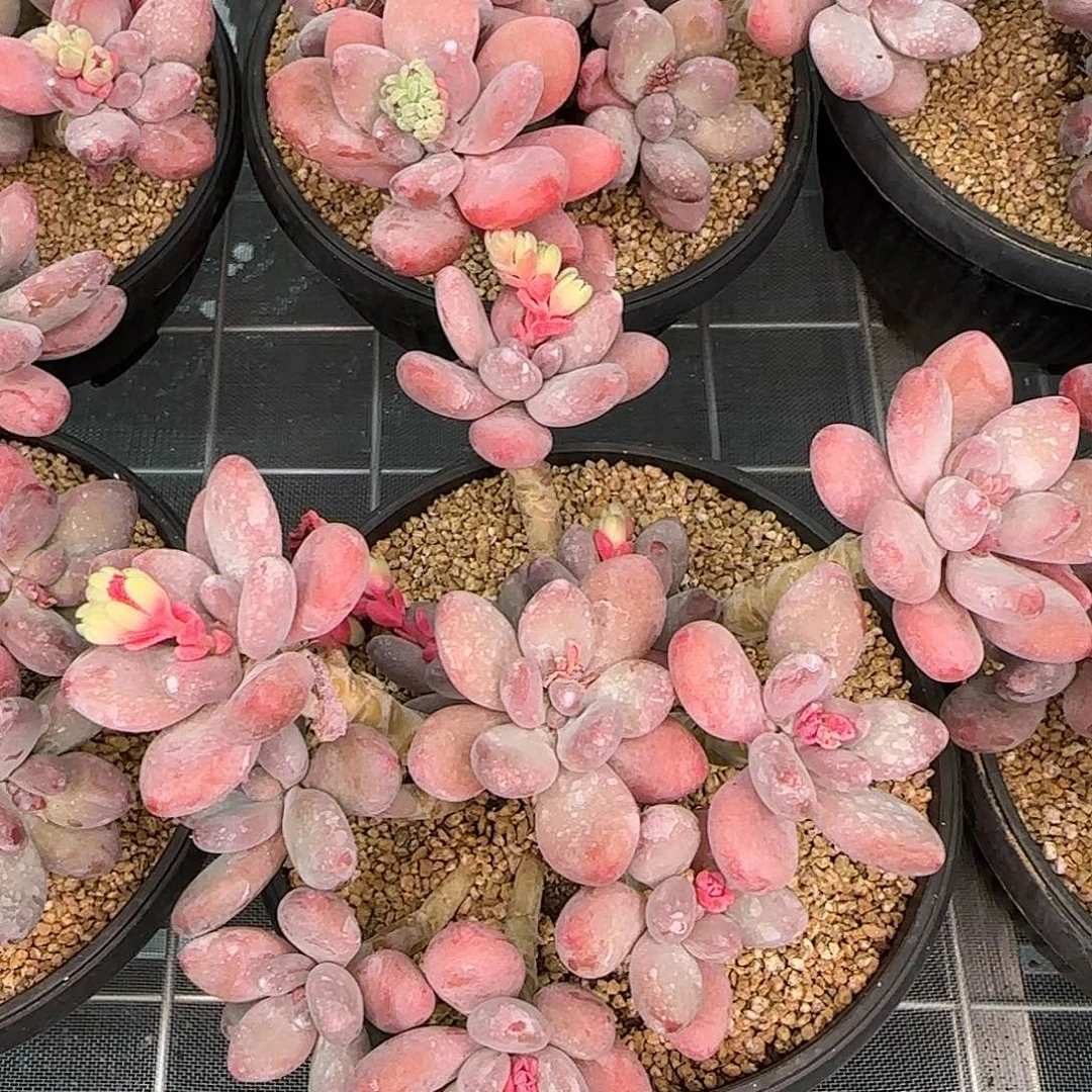 从前慢花园精选多肉苹果奶