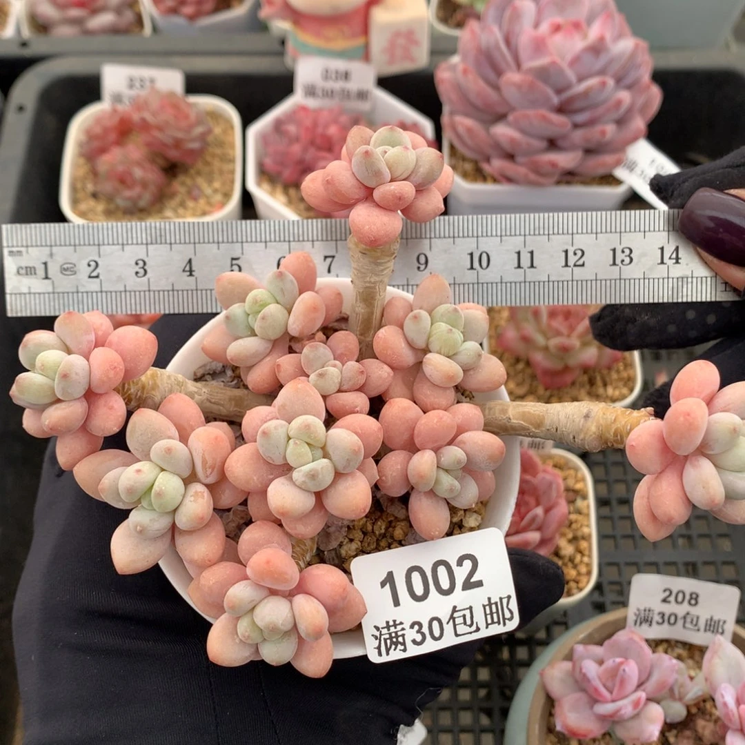 1002洛神整桩冠服13