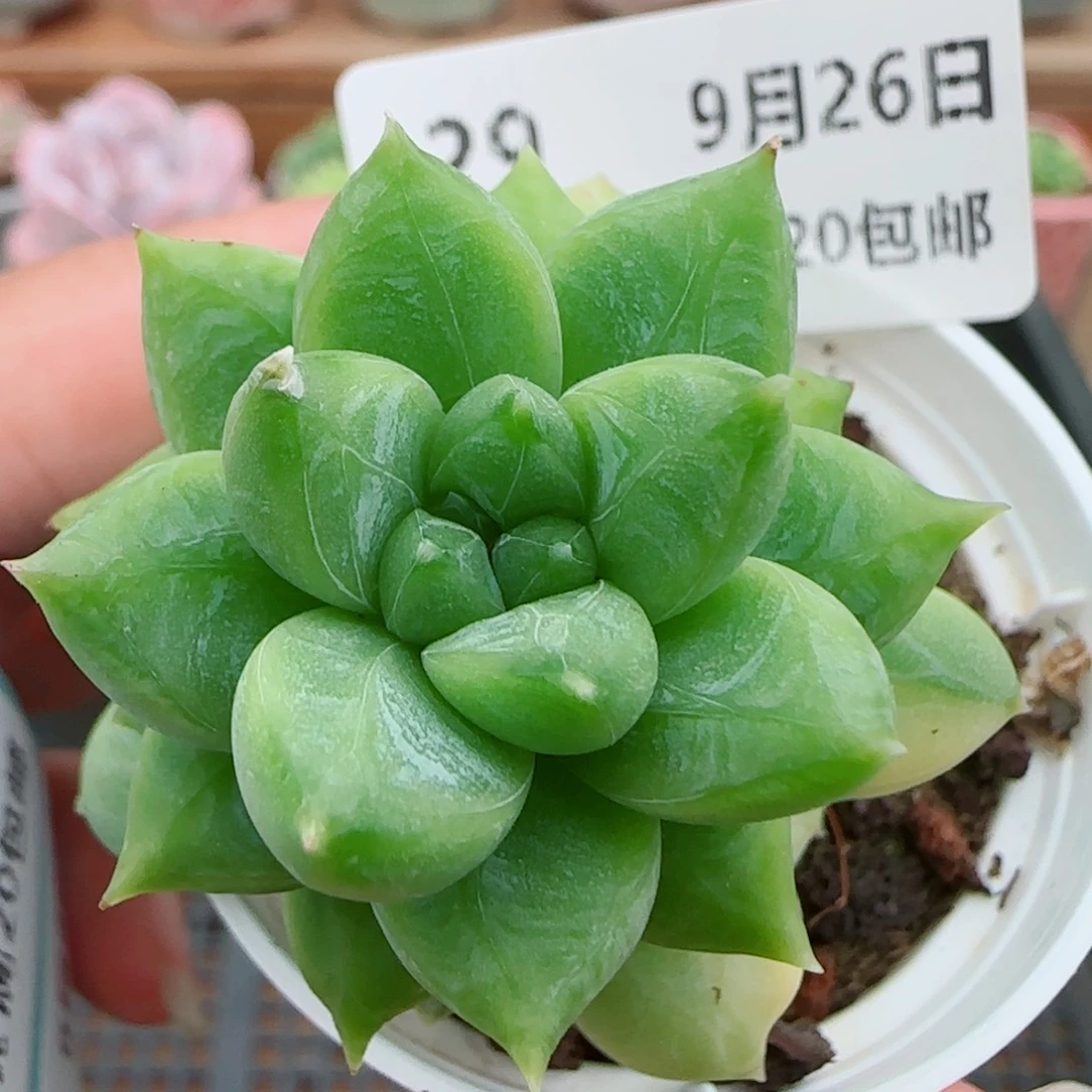 花语逸镜0926-29海心