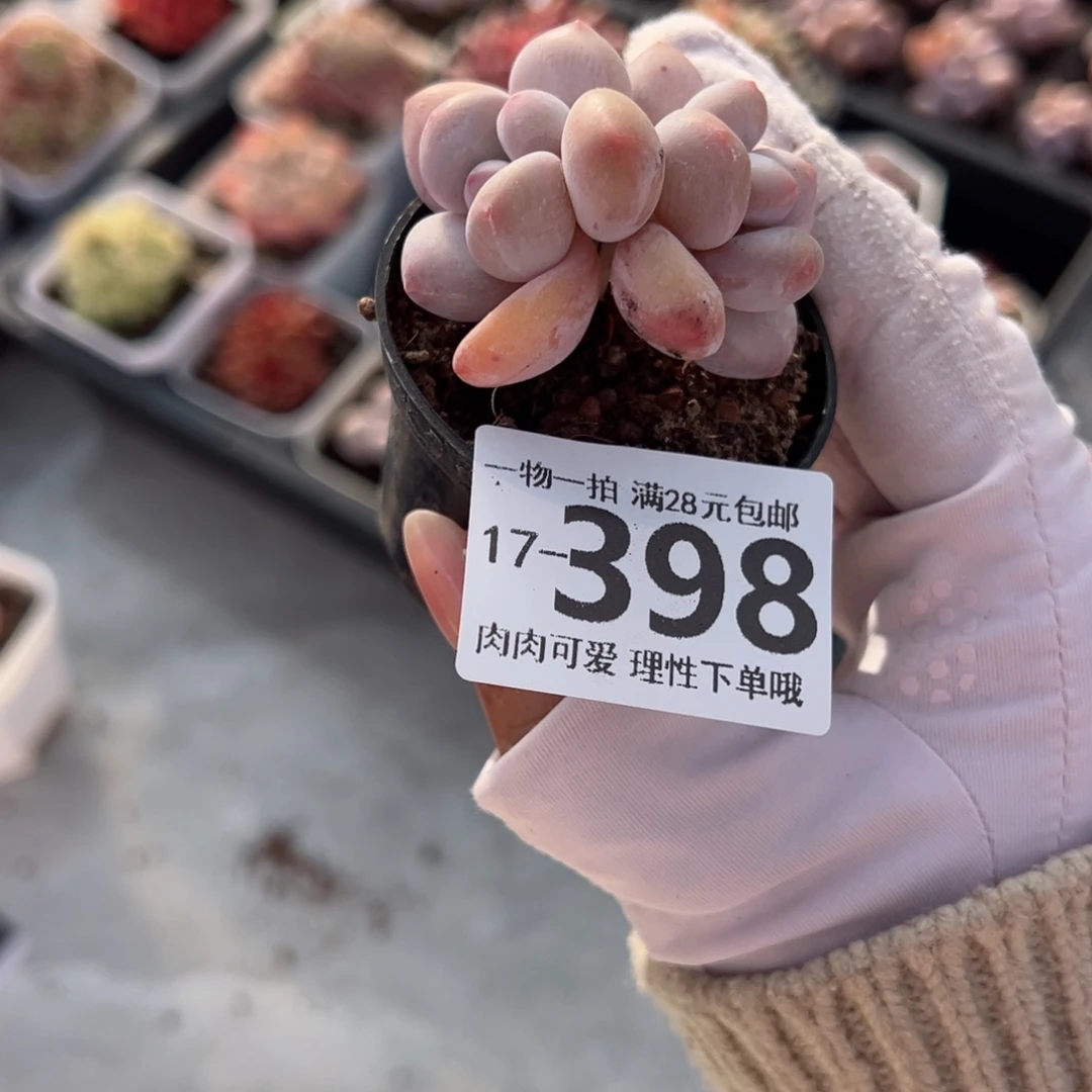 香水奶多肉多肉多肉多肉多肉