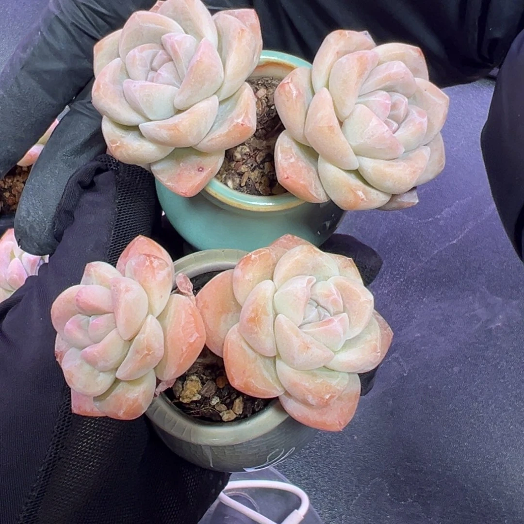 好**朵俩个双头冰玉带盆0000000000