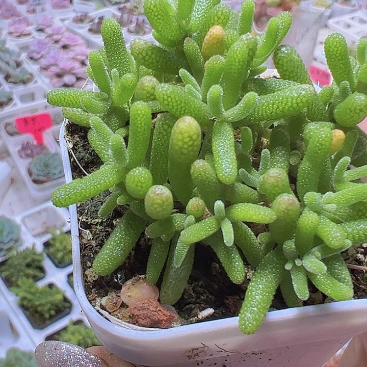 糖球枝干19包邮多肉植物