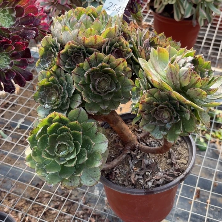 万拉丝多肉法师2545