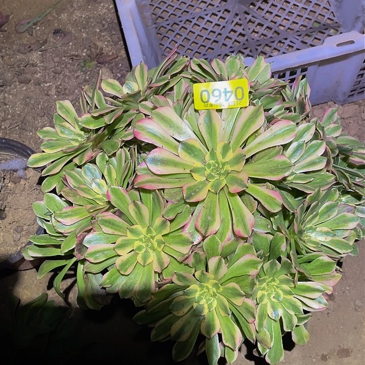 0460粉美肌多肉植物