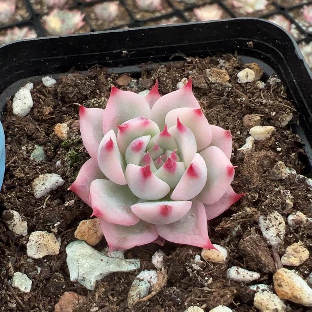 吉娃娃锦，覆轮锦