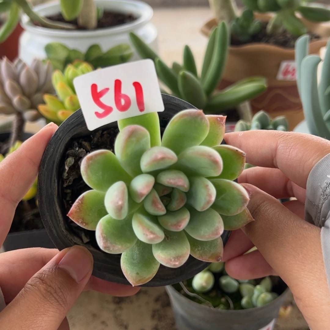 【闪购商品】迈达斯。 561。 1111111