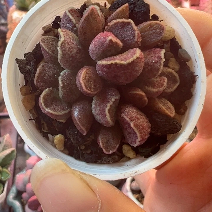 浮**梦可以吗你说我是你的