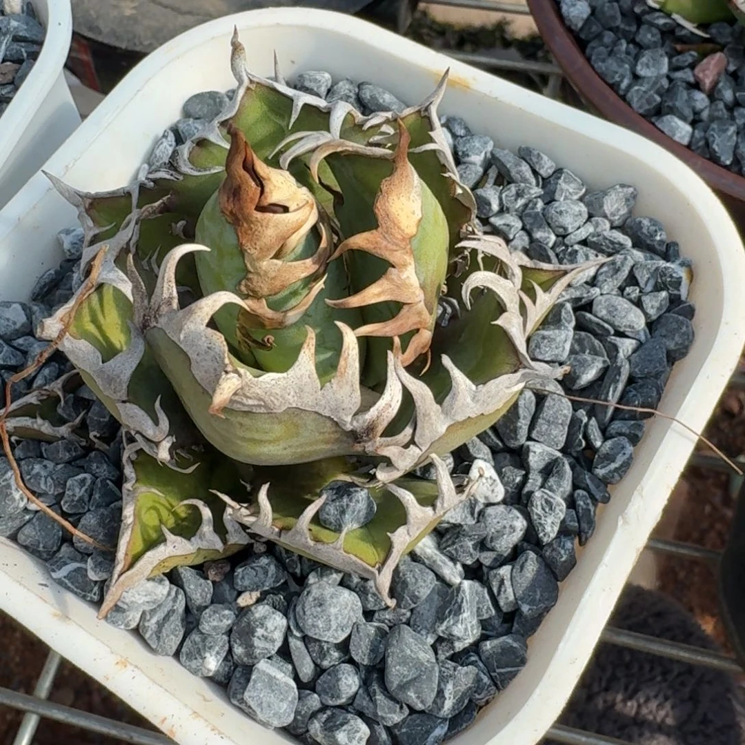 龙舌兰仁王冠红猫