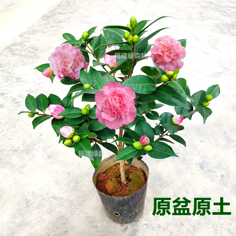 山茶花香妃千里香室内庭院阳台小院种植开花带香味好养易活带花苞