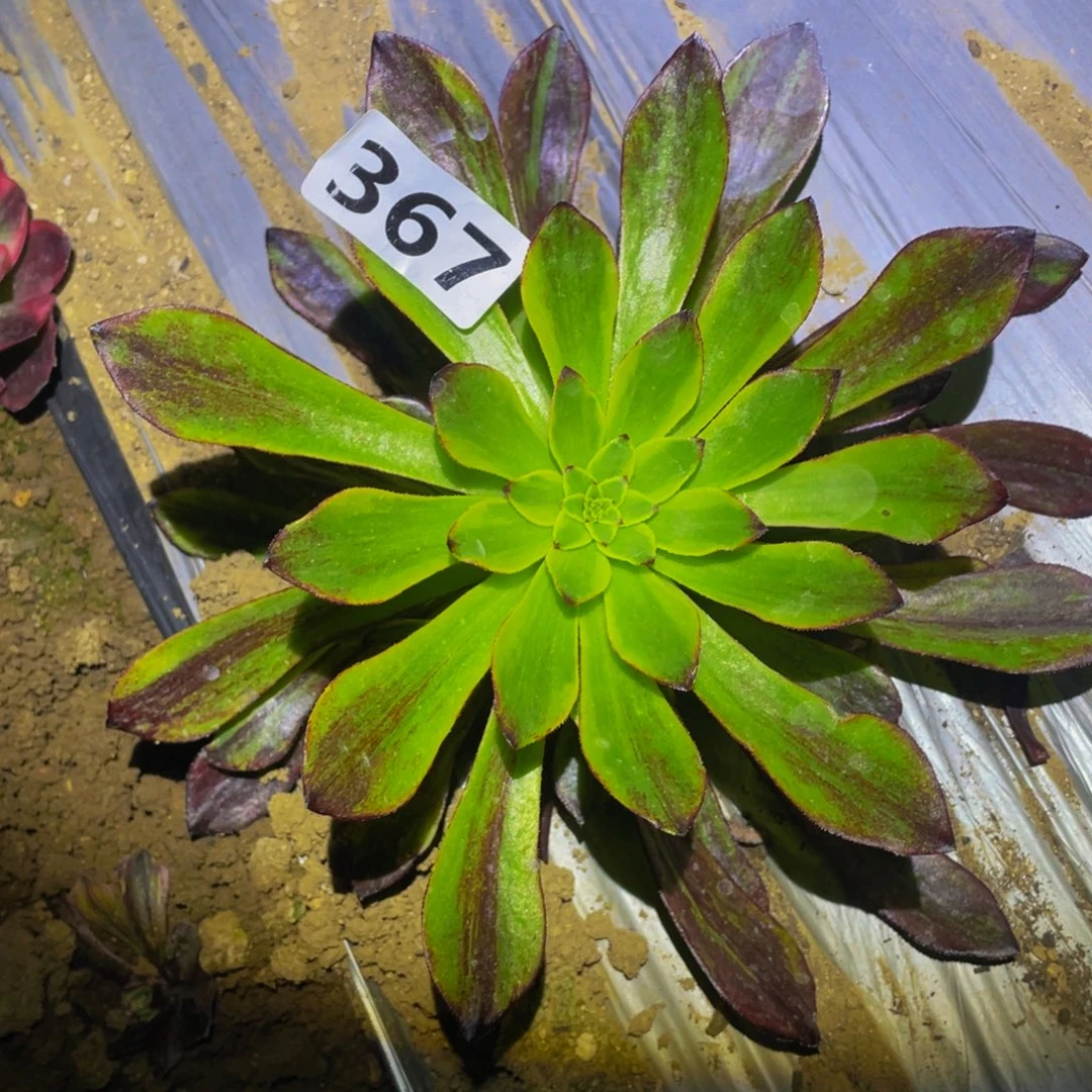 莫兰迪的润泽说367