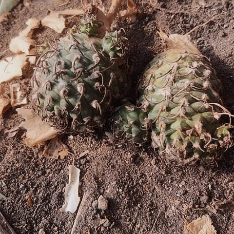 668处理无根仙人球