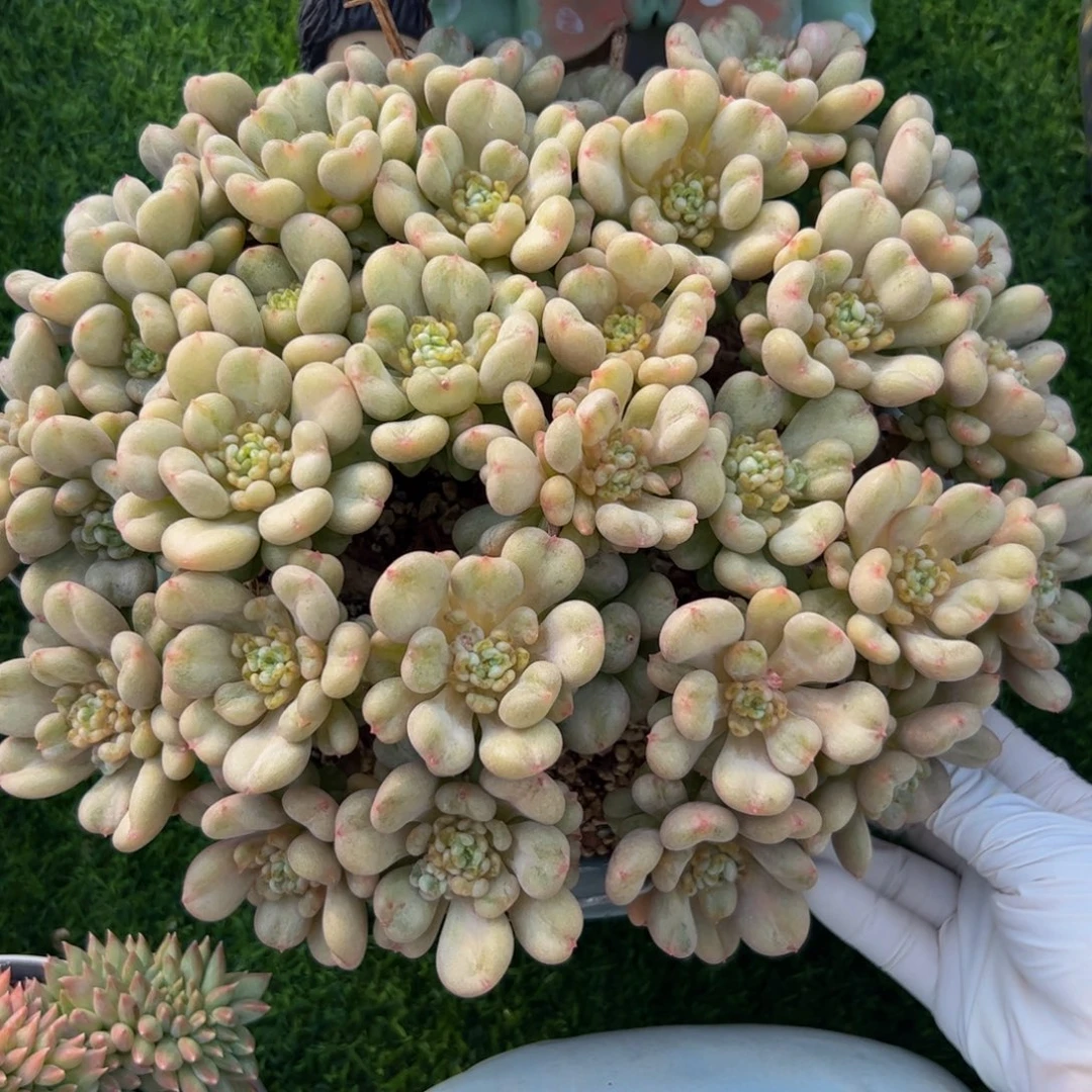 福利比尔盖茨多肉植物