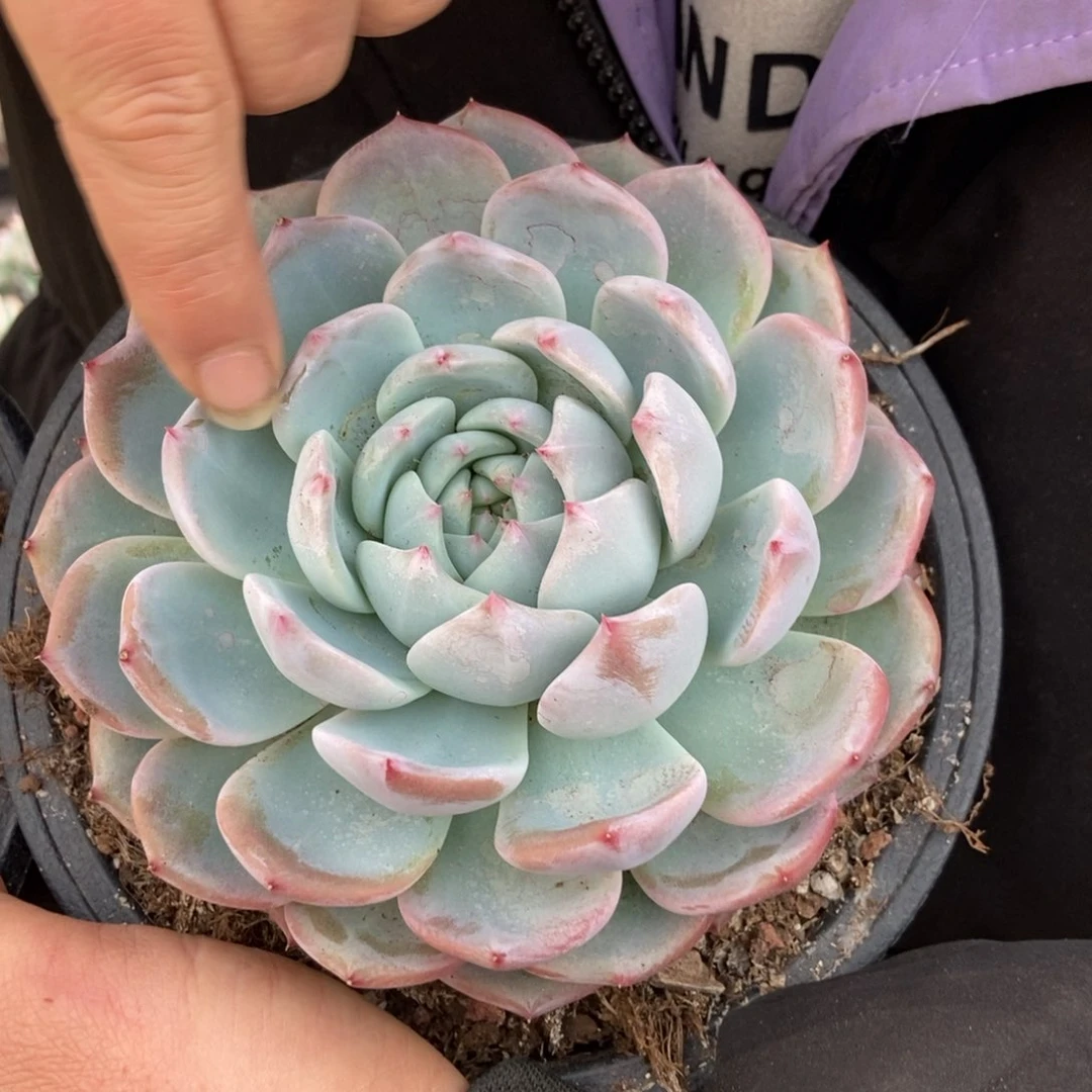 13.5海洋之心单头随机发货