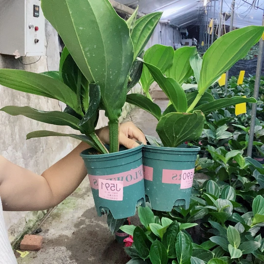 无花朵狮**井木本花卉590.591