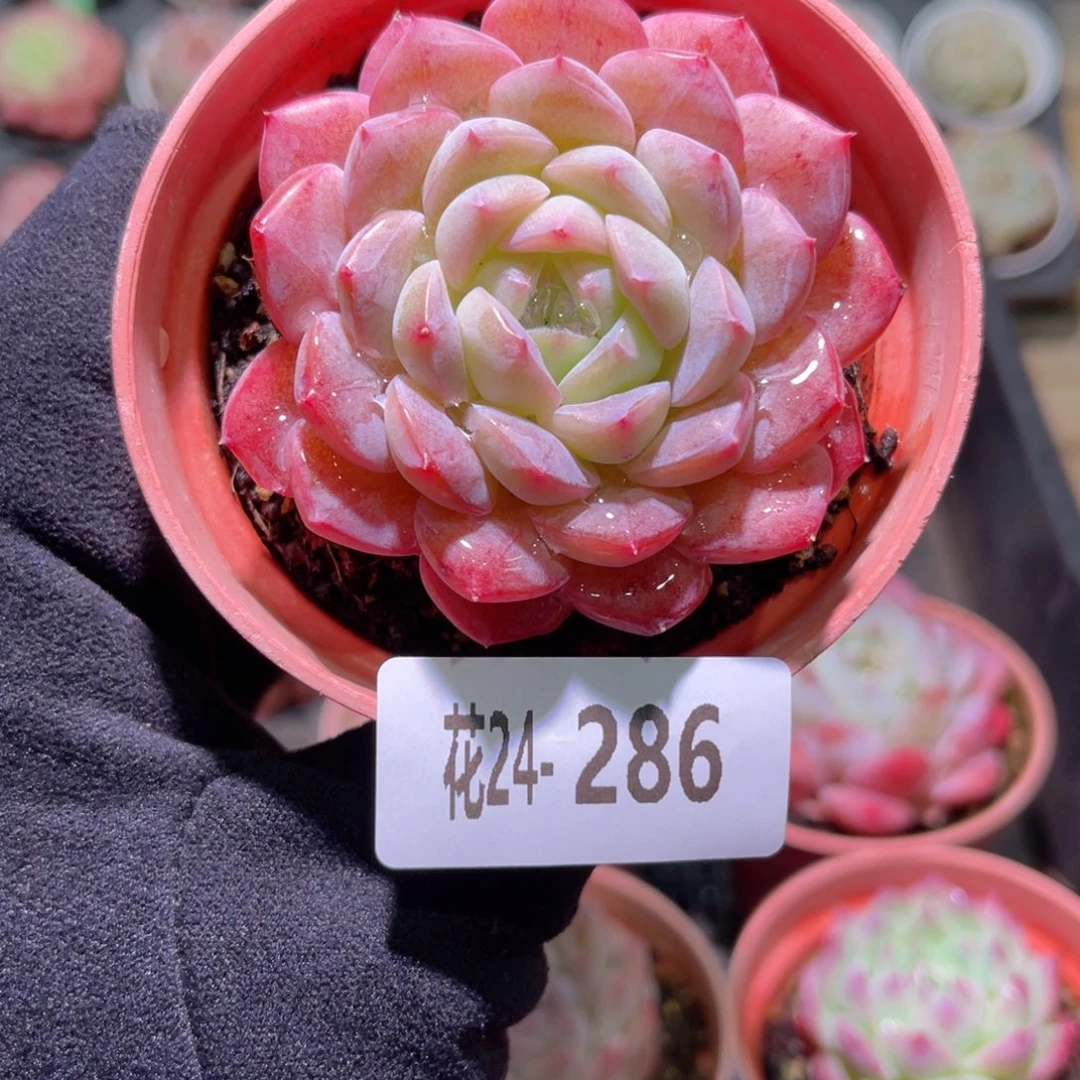 花利美24-286白桃汽水