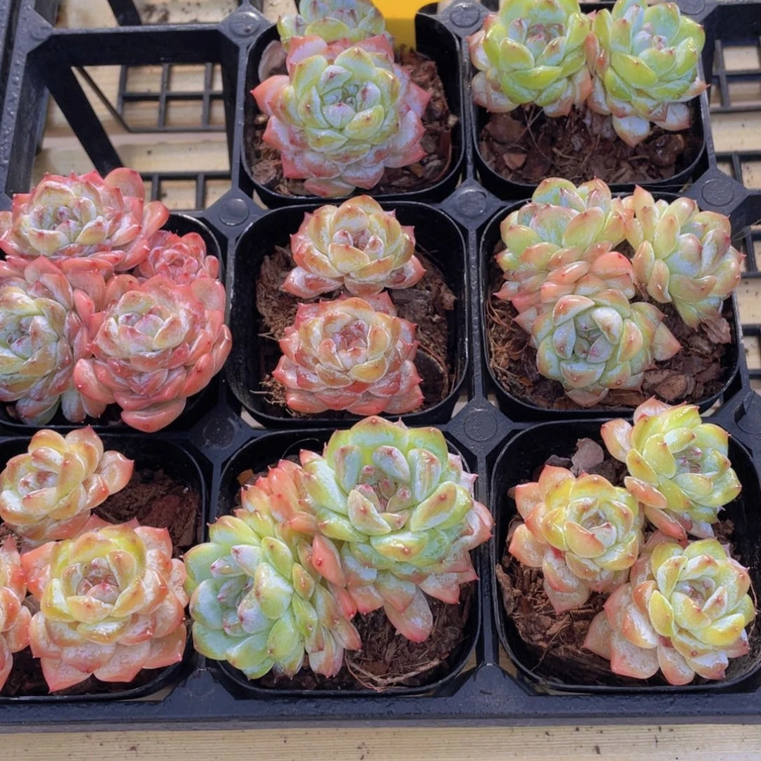 1117号 老桩珍妮糖心新品老桩一个